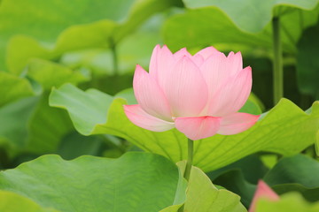 南伊豆の古代ハス