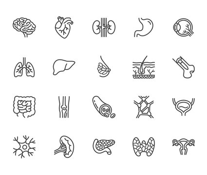 Organs, anatomy flat line icons set. Human bones, stomach, brain, heart, bladder, nervous system vector illustrations. Outline pictograms for medical clinic. Pixel perfect 64x64. Editable Strokes
