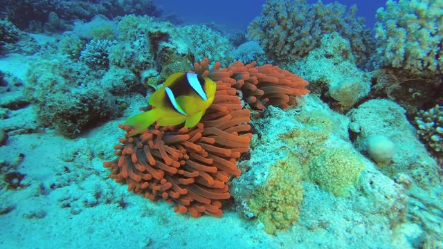 Anemonefish in red actinia. Red Sea Anemonefish or Threebanded Anemonefish - Amphiprion bicinctus and magnificent sea anemone - Heteractis magnifica, Underwater shots 