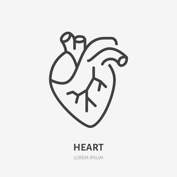 Heart flat line icon. Vector thin pictogram of human internal organ, outline illustration for cardiology clinic