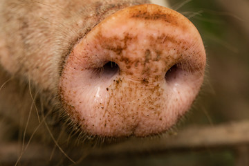 The snout of a pig. Dirty piglet.