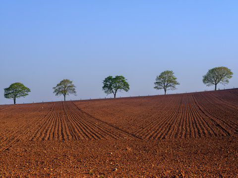 Spring foliage on line of trees beyond freshly ploughed field at Dart's Farm, Topsham, Devon