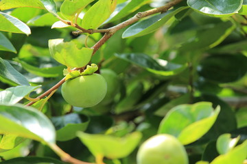 緑の柿の実
