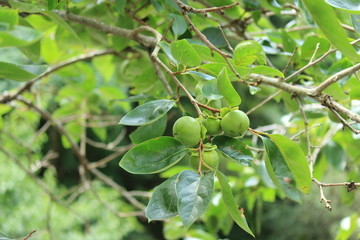 Obraz premium 緑の柿の実