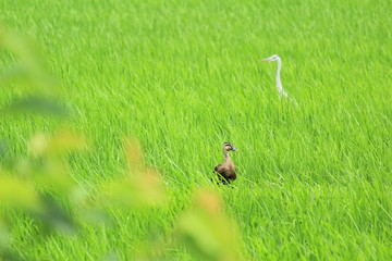 田んぼの中のサギとカモ
