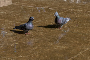 pigeons in the park
