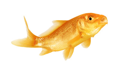 Fototapeta premium gold fish