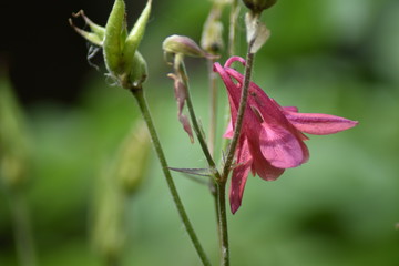 Blühende Akelei (Aquilegia)