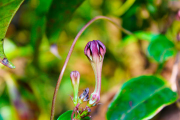 Ceropegia vincafolia, Hook, Kaas Plateau, Satara, Maharashtra.