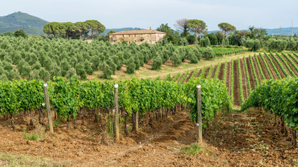 Fototapeta na wymiar The beautiful Tuscan countryside near Bolgheri, Livorno, Italy, on a sunny day