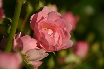 Rosa Rosenblüten