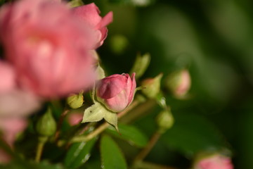 Rosa Rosenblüten und Blütenknospe