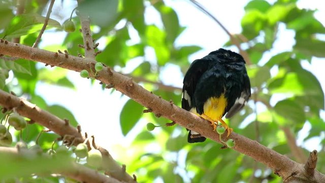 A Yellow-Faced Myna is sitting on a branch in forest with green leaves.