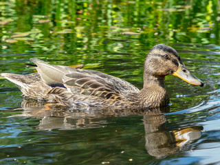 wild ducks rest in ponds, lots of beautiful water lilies, Vecpiebalga, Latvia