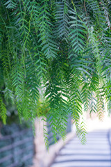 Green leaves of willow trees in the street with a pedestrian crossing. Benidorm, Spain.