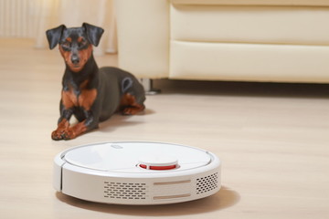 the robot vacuum cleaner does the house cleaning, in the background lies the dog and watches his work