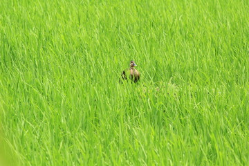 田んぼにいるカモ