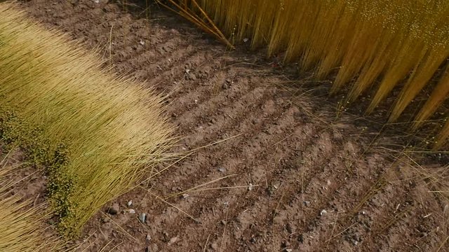 agricultural machine for flax harvesting