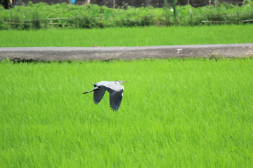 田んぼの上を飛ぶサギ