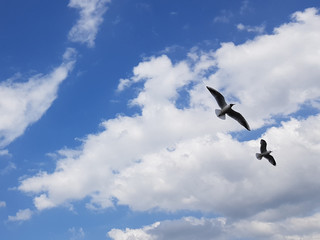 Two seagulls on a cloudy summer day fly together in the sky.