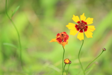 Obraz premium 道ばたのかわいい小さな花