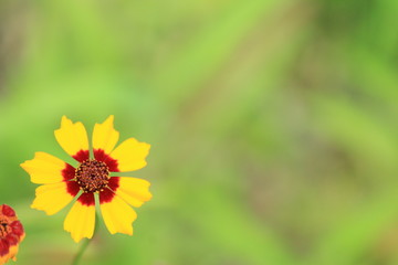 道ばたのかわいい小さな花
