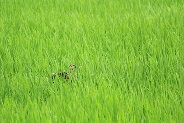 カモのかくれんぼ