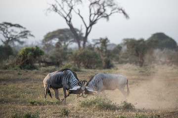 Wildebeests locking horns at Amboseli National Park, Kenya