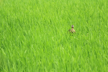 カモのかくれんぼ