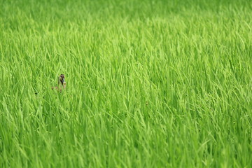カモのかくれんぼ