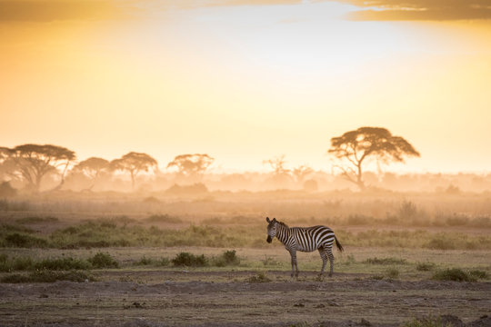 Zebras at sunset in Amboseli National Park, Kenya