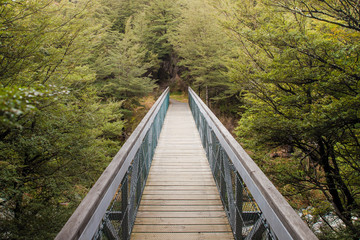 bridge in the forest