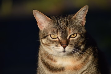 Katze in der Abendsonne