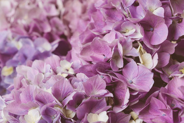 Flowery texture for background. Beautiful blooming purple hydrangea flowers, close up