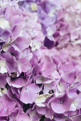 Flowery texture for background. Beautiful blooming purple hydrangea flowers, close up