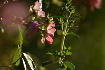 Rosa Rosenblüten und Blütenknospen