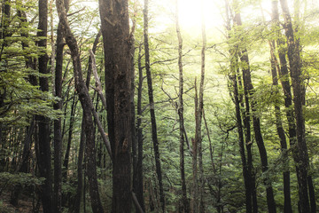 trees in forest nature background