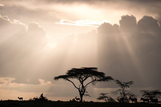 Impala and zebras on a ridge during a storm at sunset in the Maasai Mara National Reserve, Kenya