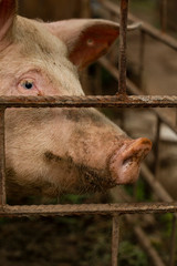 The snout of a pig. Dirty piglet. Animal head.