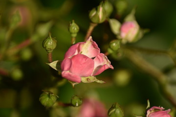 Rosa Rosenblüten und Blütenknospen