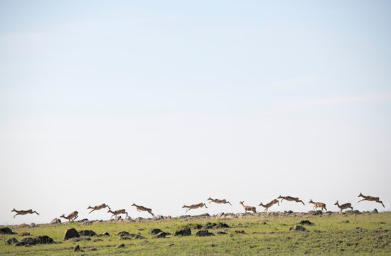 Gazelles bounding along a ridge on the African savannah, Maasai Mara, Kenya