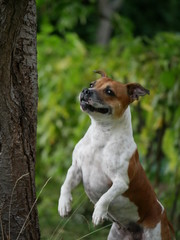 Staffordshire Bull Terrier chien