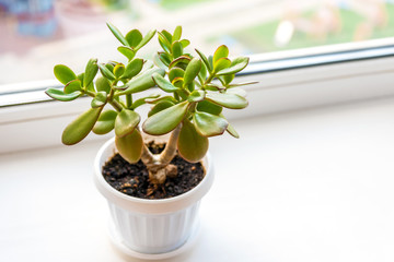 Succulent houseplant Crassula on the windowsill against the background of a window