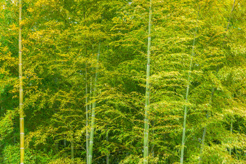 Green bamboo leaves and canes as background