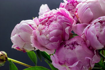 Pink peonies in a vase. Peonies pink background.