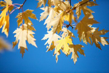 Fall leaves change color on the blue sky background, autumn yellow maple leaf. Copy space place for text