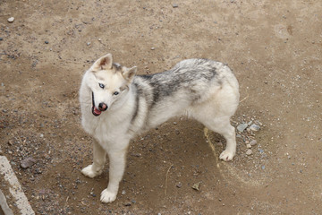 Light gray Siberian husky with blue eyes top view