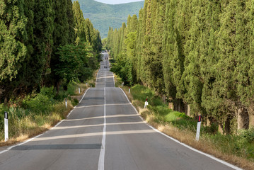 The famous road bordered by cypress trees leading to the charming village of Bolgheri, Tuscany, Italy