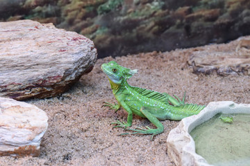 Basiliski, or basilisk (Latin Basiliscus) - a genus of lizards f