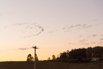 The towers and the flock of birds 07